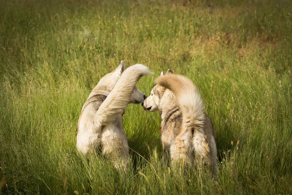 Oude man met een baard, zittend op een hooiberg met hun honden, zomer zonsondergang genieten. Siberische Husky op het platteland. — Stockfoto