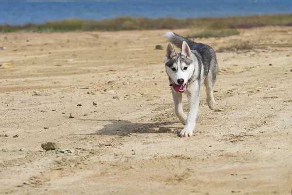 Retrato de un perro de cerca Husky siberiano. Paisaje río . —  Fotos de Stock