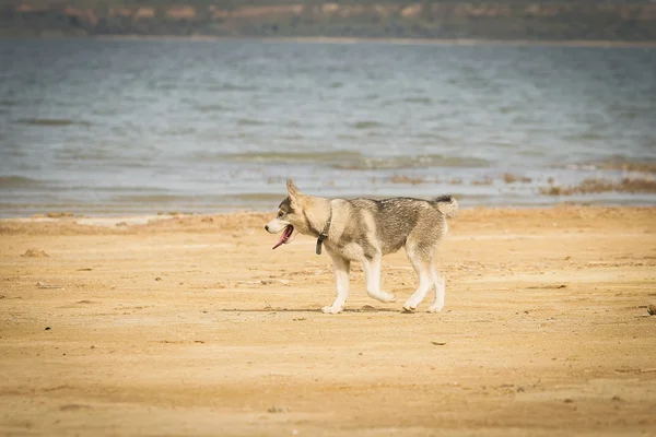 Retrato de un perro de cerca Husky siberiano. Paisaje río . —  Fotos de Stock