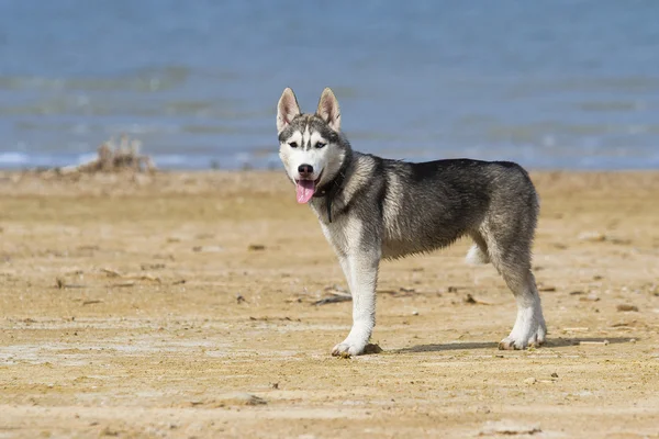 Retrato de un perro de cerca Husky siberiano. Paisaje río . —  Fotos de Stock