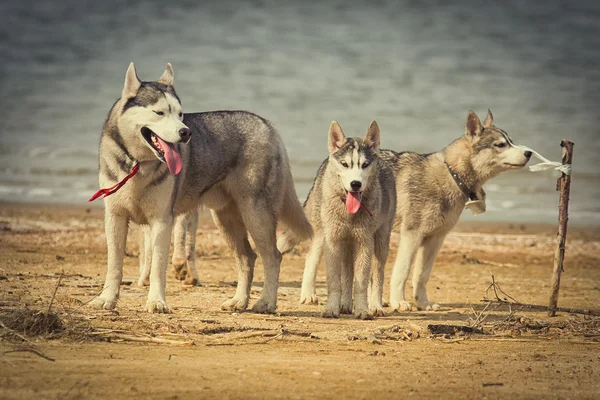 Yakın çekim köpek Siberian dış yapraklar portresi. Nehir manzara. — Stok fotoğraf