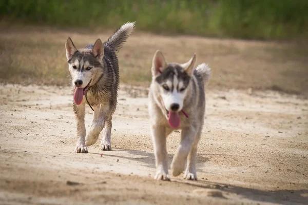 Retrato de un perro de cerca Husky siberiano. Paisaje río . —  Fotos de Stock