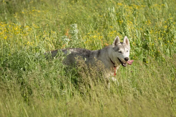 Husky siberiano jugando en la hierba en el campo . —  Fotos de Stock