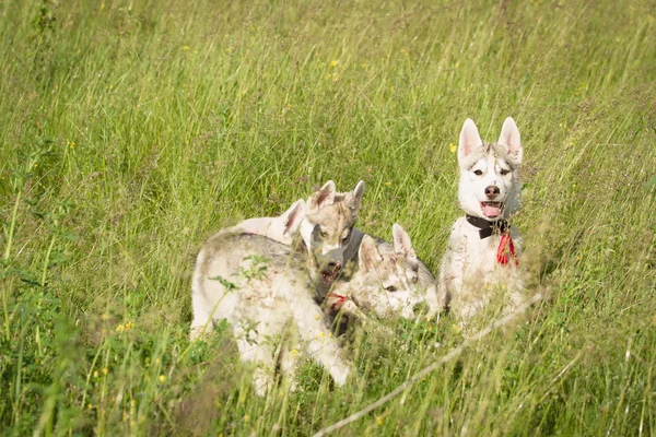 Husky siberiano jugando en la hierba en el campo . — Foto de Stock