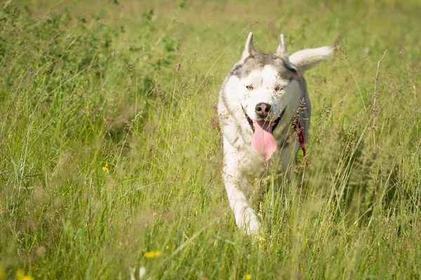 Husky siberiano jugando en la hierba en el campo . —  Fotos de Stock