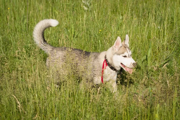 Husky siberiano jugando en la hierba en el campo . —  Fotos de Stock