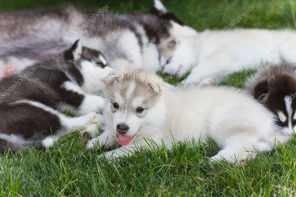 little husky breed