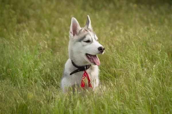 Husky siberiano jugando en la hierba en el campo . —  Fotos de Stock