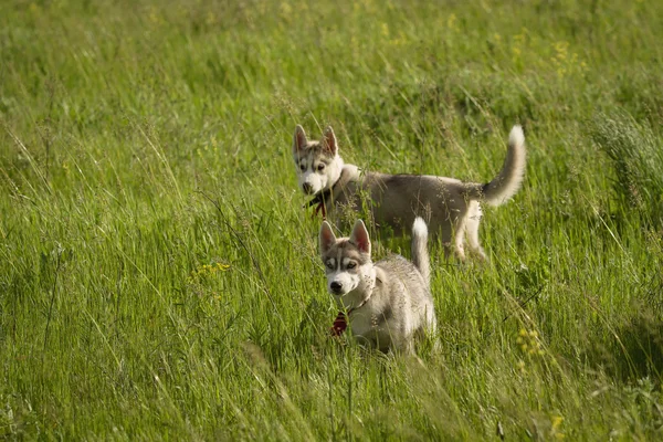 Husky siberiano jugando en la hierba en el campo . — Foto de Stock