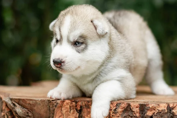 Jedno malé roztomilé štěně sibiřského husky psa venku — Stock fotografie