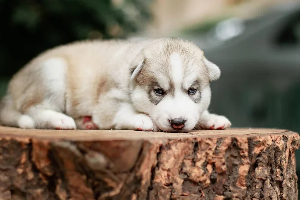 En liten söt valp av sibirisk husky hund utomhus — Stockfoto