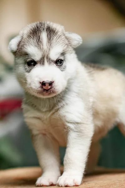 Маленький милый щенок сибирской хаски на свежем воздухе — стоковое фото