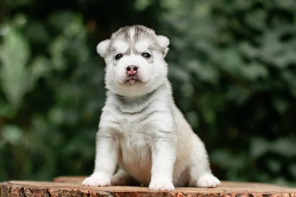 En liten söt valp av sibirisk husky hund utomhus — Stockfoto