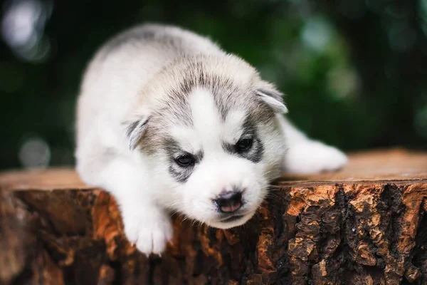 Jeden mały uroczy szczeniak syberyjski husky pies na zewnątrz — Zdjęcie stockowe