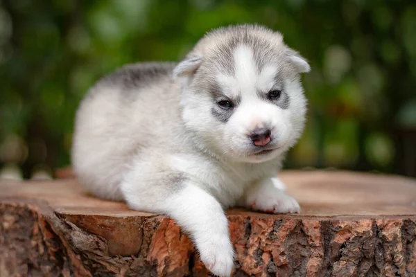 Een kleine schattige puppy van Siberische husky hond buiten — Stockfoto