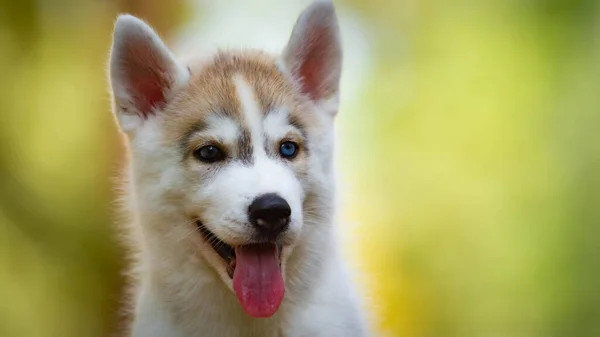 Sibirien Husky valp utomhus. Grå hund — Stockfoto