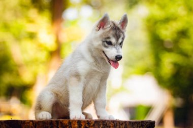 Sibirya Husky köpeği dışarıda. Gri köpek