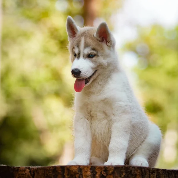 Siberian Husky cachorro al aire libre. Perro gris —  Fotos de Stock