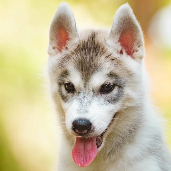 Siberische Husky puppy buiten. Blauwe hond Stockfoto