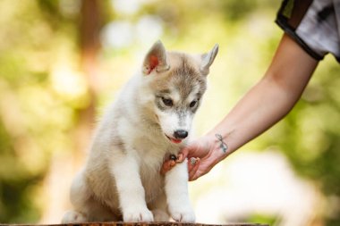 Sibirya Husky köpeği dışarıda. Gri köpek