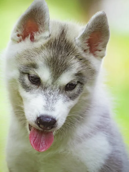 Cachorrinho Husky siberiano ao ar livre. Cão cinzento — Fotografia de Stock