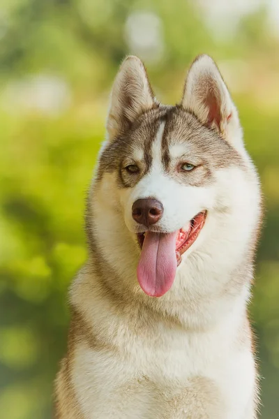 Retrato de husky siberiano — Fotografia de Stock