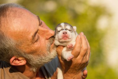 Yaşlı adam yeni doğmuş bir yavru köpek Huskies öper..