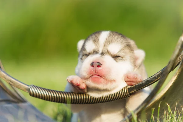 Newborn puppy Siberian Husky — Stock Photo, Image