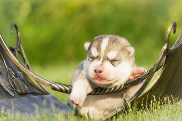 Újszülött kölyök szibériai Husky — Stock Fotó