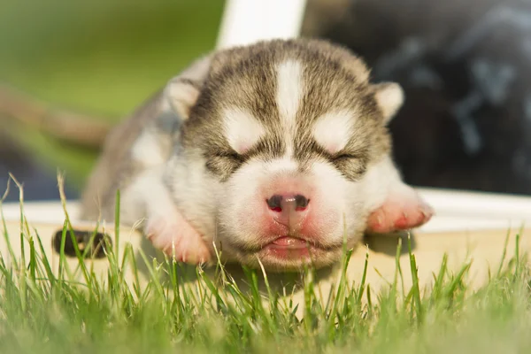 Neugeborener Welpe sibirischer Husky — Stockfoto