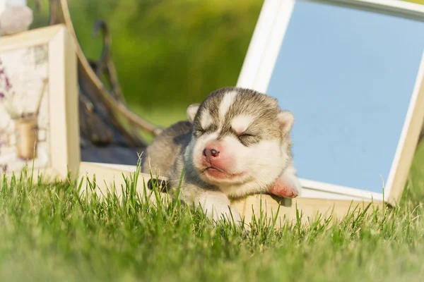 Portret van een weinig husky hond puppy — Stockfoto