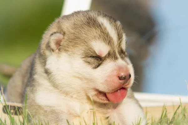 Retrato de un perrito husky — Foto de Stock