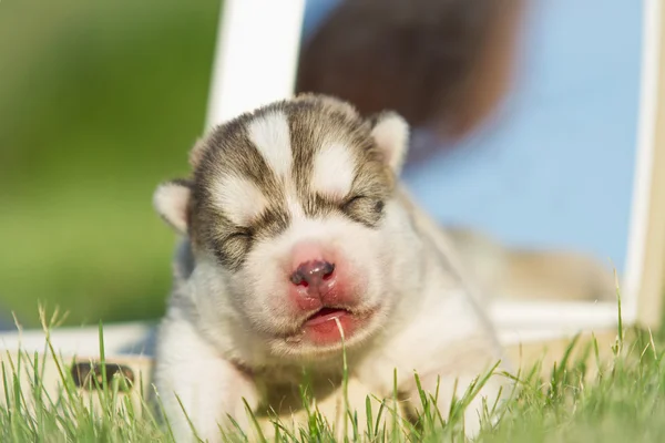 Porträtt av en liten husky hundvalp — Stockfoto