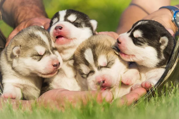 Quatro filhotes de cachorro Husky siberiano — Fotografia de Stock
