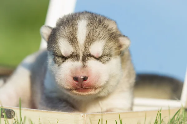 Portrait of a little husky dog puppy — Stock Photo, Image