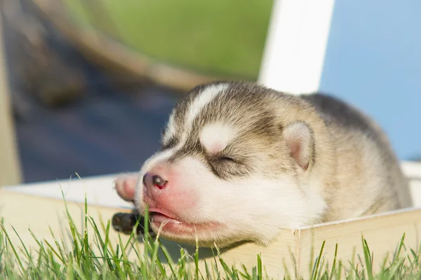 Portrait d'un petit chien husky chiot — Photo