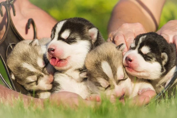 Cuatro cachorros Husky siberiano. Perros de basura en manos del criador. Cachorros recién nacidos con los ojos cerrados —  Fotos de Stock