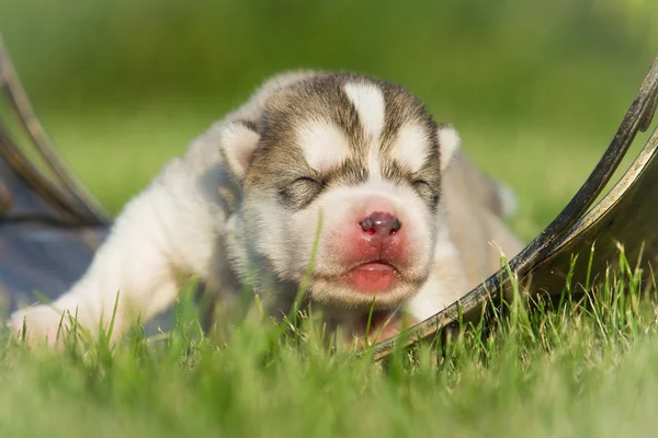 Retrato de um cachorrinho pequeno cão husky — Fotografia de Stock