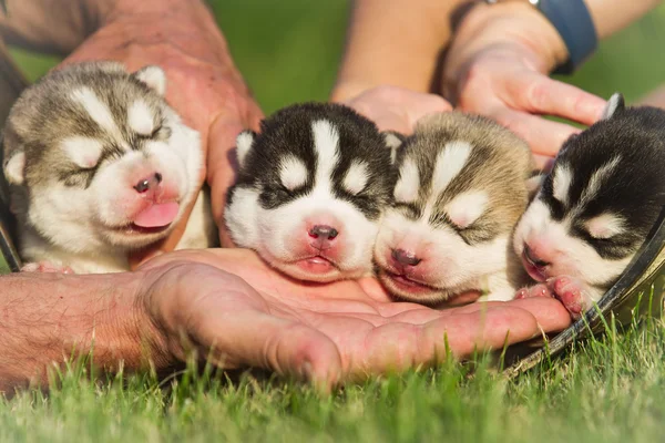 Cztery szczenięta Siberian Husky — Zdjęcie stockowe