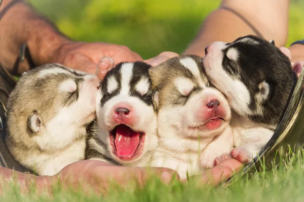 Quatro cachorros Husky siberiano. Cães de cama nas mãos do criador. Filhotes recém-nascidos com os olhos fechados — Fotografia de Stock