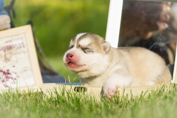 Porträtt av en liten husky hundvalp — Stockfoto