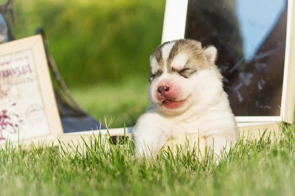 Portrait d'un petit chien husky chiot — Photo