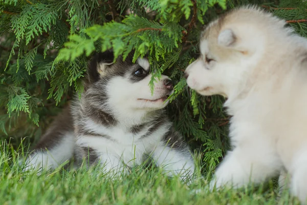 Portret van een weinig husky hond puppy — Stockfoto