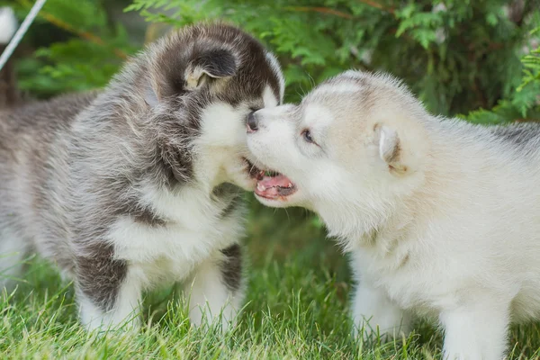 Porträt eines kleinen Husky-Hundewelpen — Stockfoto