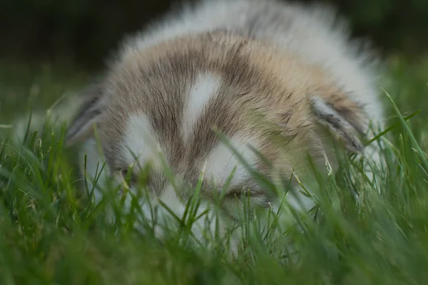 Portrét malé štěně husky psa — Stock fotografie