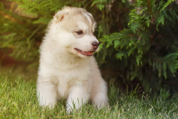 Siberian husky pies na zewnątrz. Portret małego psa husky szczeniaka. Szczelnie-do góry. — Zdjęcie stockowe