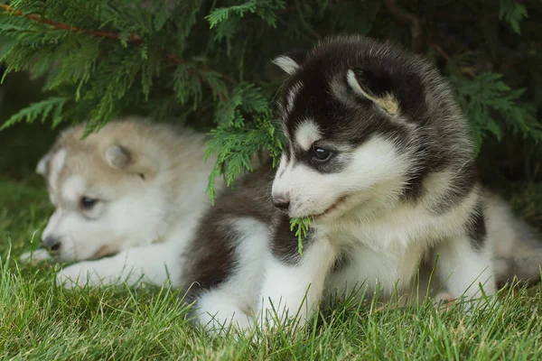 Sibirischer Husky im Freien. Porträt eines kleinen Husky-Hundewelpen. — Stockfoto