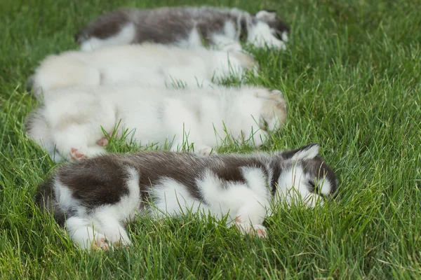 Siberian husky hund utomhus. Porträtt av en liten husky hundvalp. — Stockfoto