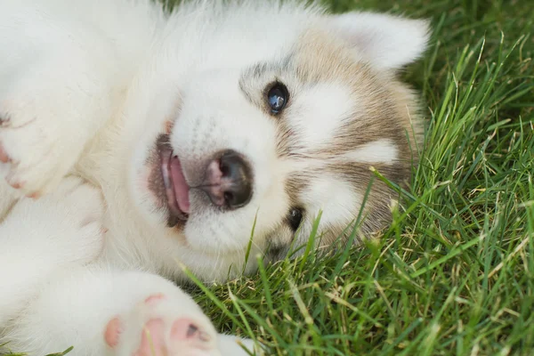 Siberiano cão husky ao ar livre. Retrato de um cachorrinho pequeno cão husky . — Fotografia de Stock