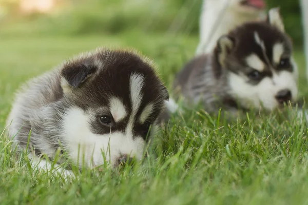 Siberian husky pies na zewnątrz. Portret małego psa husky szczeniaka. — Zdjęcie stockowe